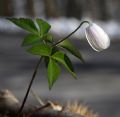 Anemonoides trifolia